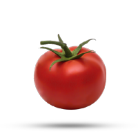 Plantio de Tomate